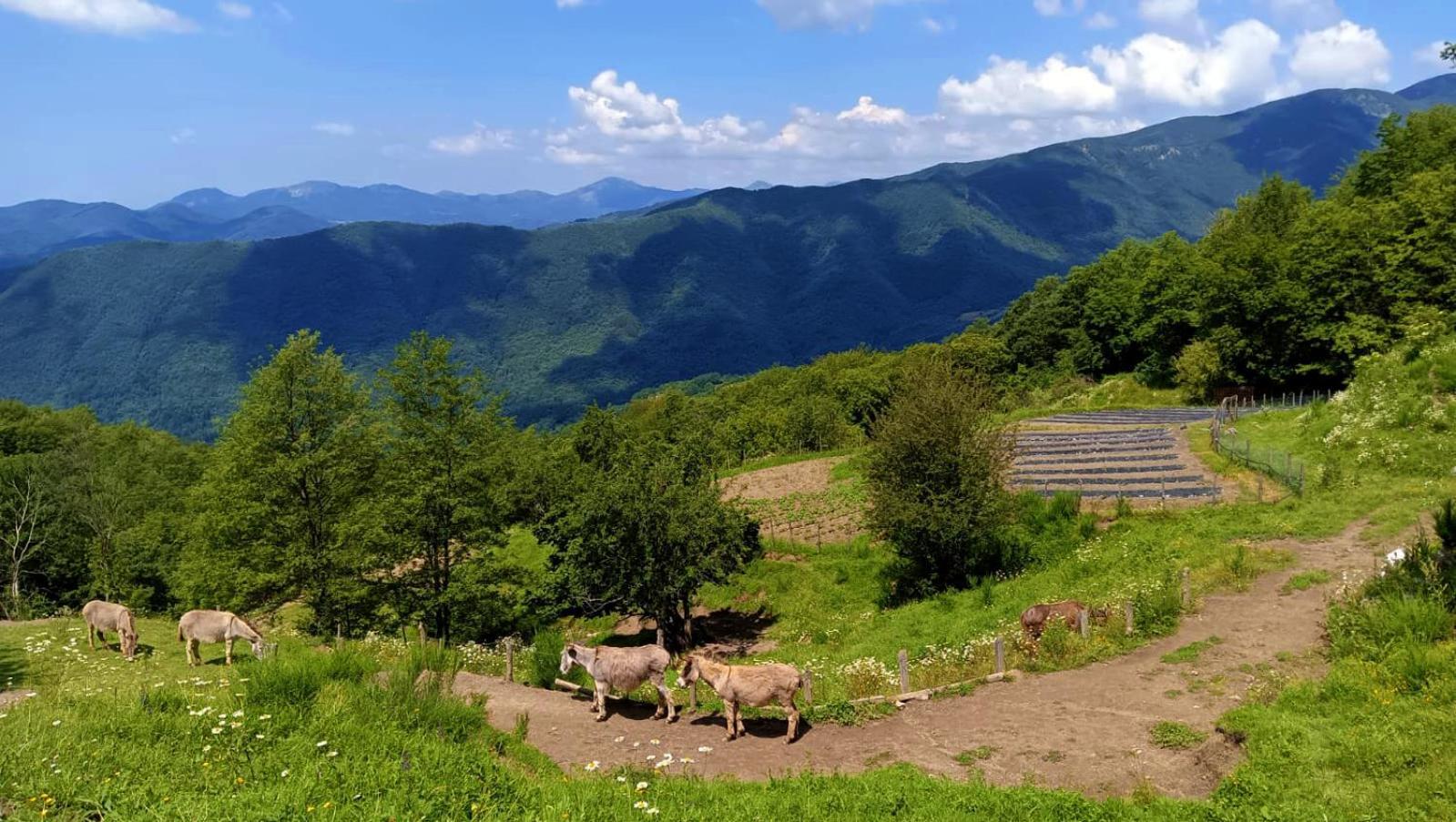 Terra Del Bosco Agriturismo Sesta Godano Dış mekan fotoğraf